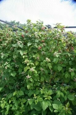 Raspberry 'Glen Ample' (PBR) 7 Raspberry 'Glen Ample' (PBR) -plant store pl0000001952 card2 lg