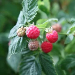 Raspberry 'Glen Ample' (PBR) 8 Raspberry 'Glen Ample' (PBR) -plant store pl0000001952 card3 lg