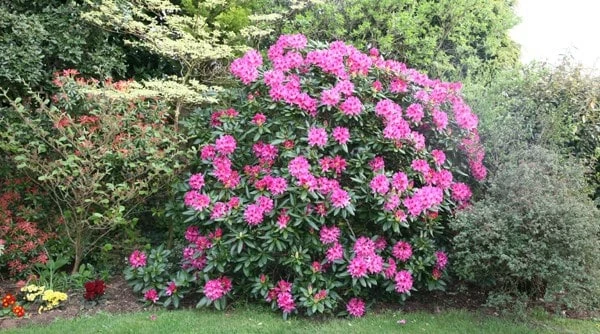 Rhododendron 'Cosmopolitan' 4 Rhododendron 'Cosmopolitan' - Image 2