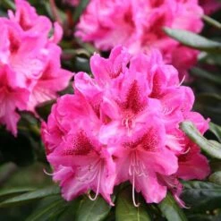 Rhododendron 'Cosmopolitan' 7 Rhododendron 'Cosmopolitan' -plant store pl0000002192 card3 lg