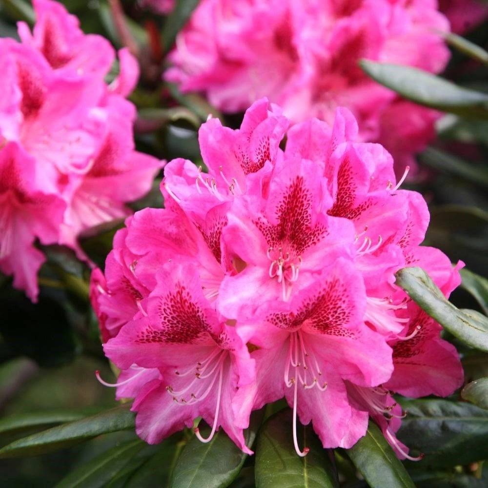 Rhododendron 'Cosmopolitan' 5 Rhododendron 'Cosmopolitan' - Image 3
