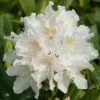 Rhododendron 'Cunningham's White' -plant store pl0000002196