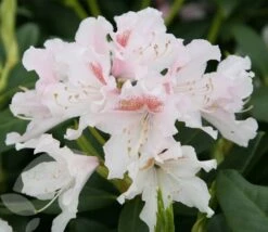 Rhododendron 'Cunningham's White' -plant store pl0000002196 card4 lg