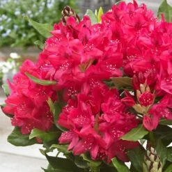 Rhododendron 'Nova Zembla' -plant store pl0000002242 card3 lg