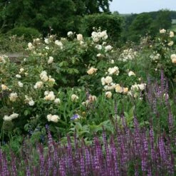 Featured Products -plant store pl0000002335 card2 lg