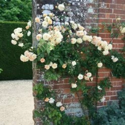 Rosa 'Buff Beauty' -plant store pl0000002335 card3 lg