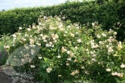 Rosa 'Buff Beauty' -plant store pl0000002335 card4 lg