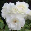 Rosa Iceberg ('Korbin') -plant store pl0000002375