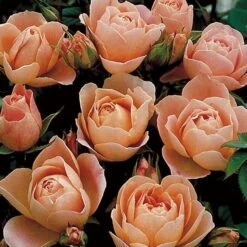 Rosa Sweet Dream ('Fryminicot') 9 Rosa Sweet Dream ('Fryminicot') -plant store pl0000002418 card4 lg