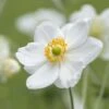 Anemone × Hybrida 'Honorine Jobert' 2 Anemone × Hybrida 'Honorine Jobert' -plant store pl0000002474