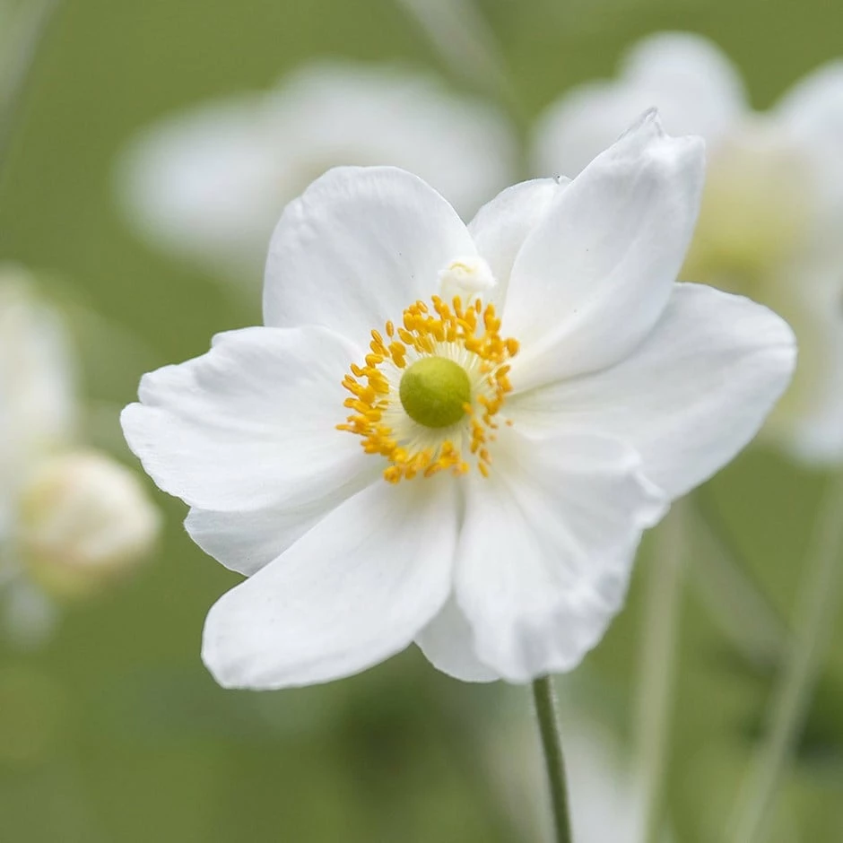 Anemone × Hybrida 'Honorine Jobert' 3 Anemone × Hybrida 'Honorine Jobert'