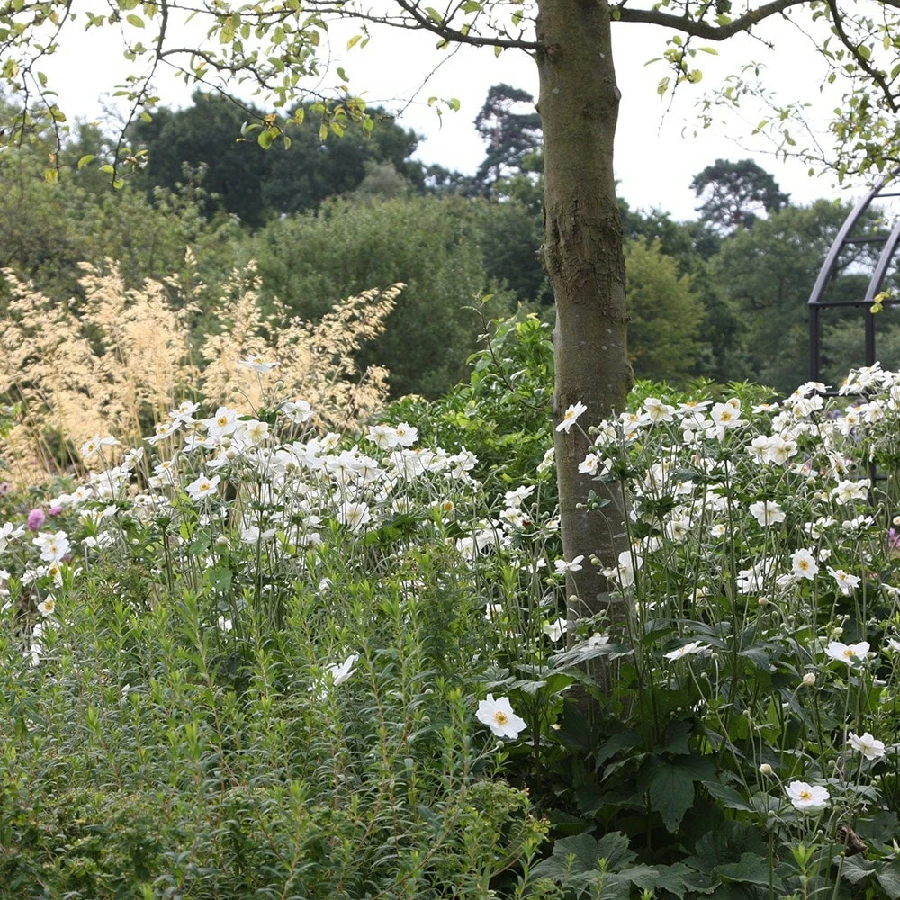 Anemone × Hybrida 'Honorine Jobert' 4 Anemone × Hybrida 'Honorine Jobert' - Image 2