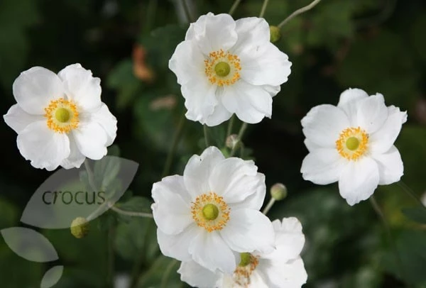 Anemone × Hybrida 'Honorine Jobert' 5 Anemone × Hybrida 'Honorine Jobert' - Image 3