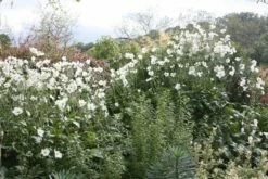 Anemone × Hybrida 'Honorine Jobert' 9 Anemone × Hybrida 'Honorine Jobert' -plant store pl0000002474 card4 lg