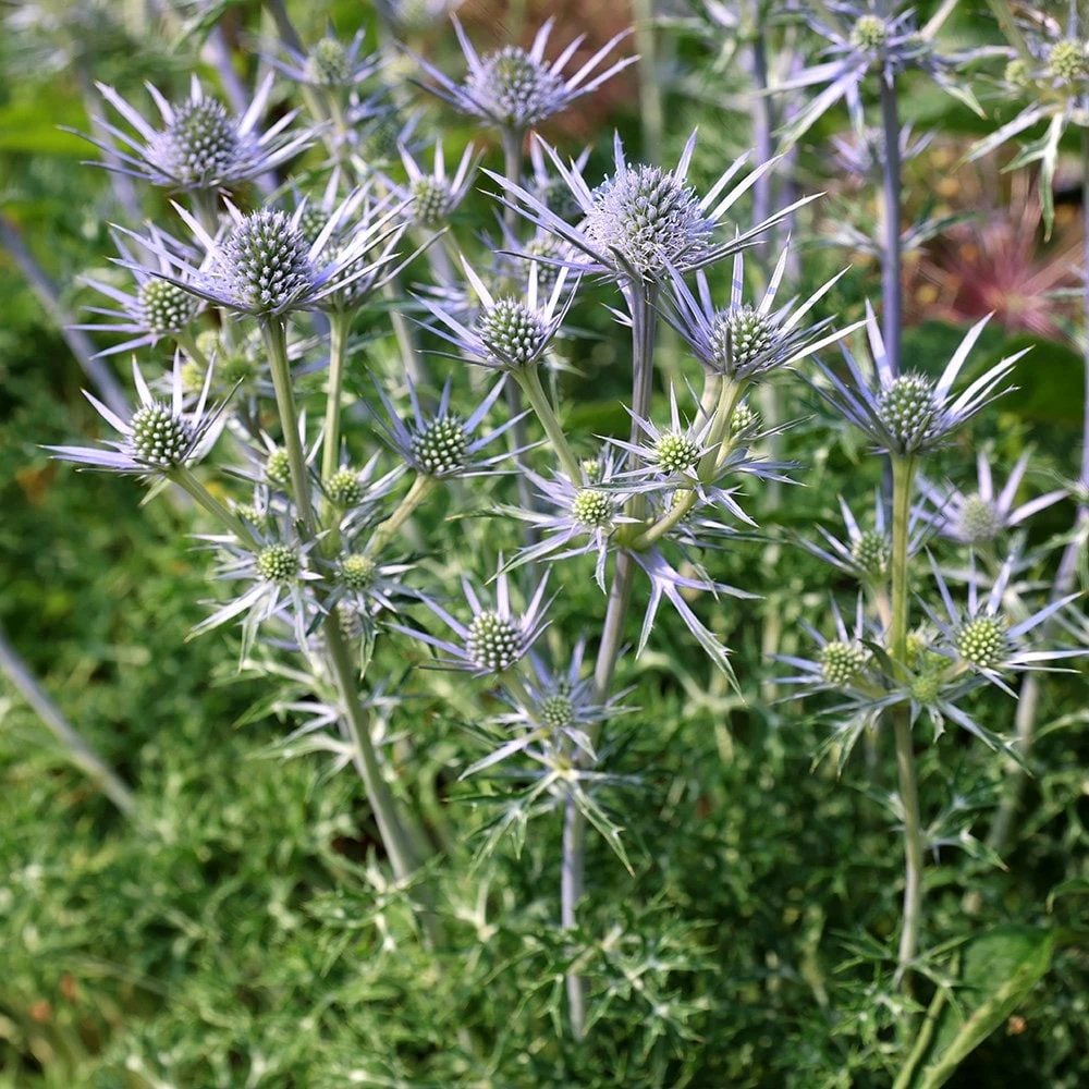 Eryngium Bourgatii 4 Eryngium Bourgatii - Image 2