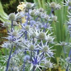 Eryngium Bourgatii 8 Eryngium Bourgatii -plant store pl0000002759 card4 lg