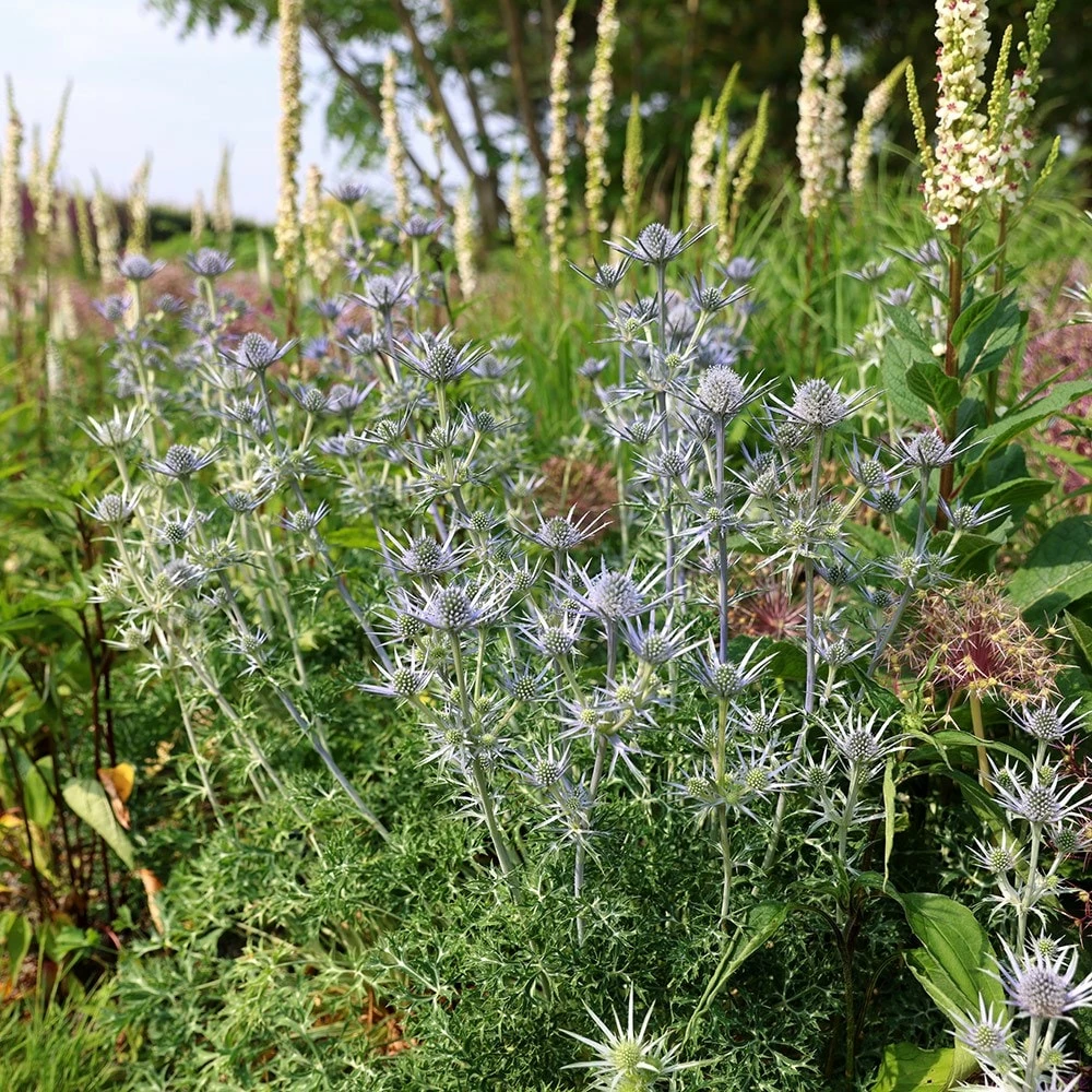 Eryngium Bourgatii 6 Eryngium Bourgatii - Image 4