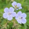 Geranium Pratense 'Mrs Kendall Clark' -plant store pl0000002854