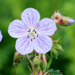 Geranium Pratense 'Mrs Kendall Clark' -plant store pl0000002854 card3 lg