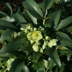 Helleborus Argutifolius