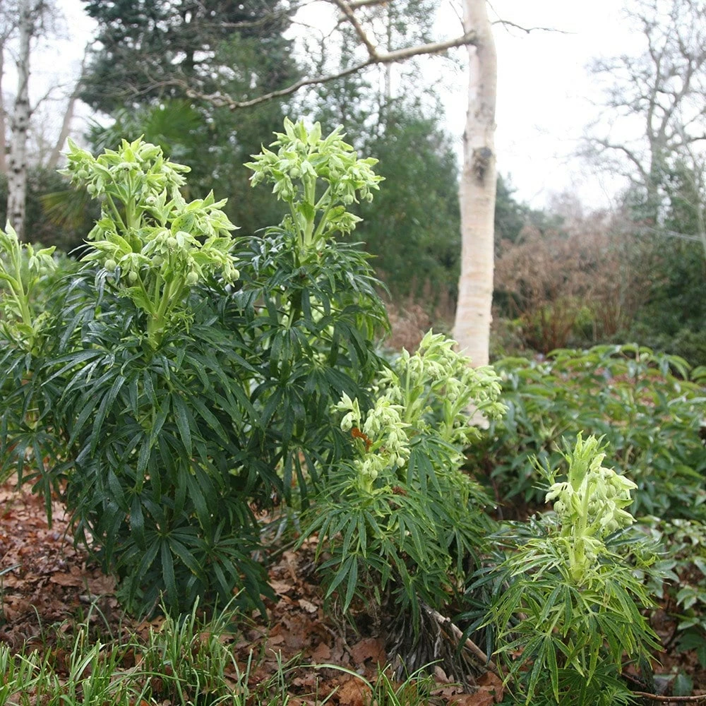 Helleborus Foetidus 4 Helleborus Foetidus - Image 2