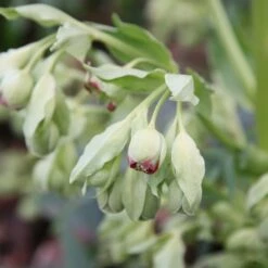 Helleborus Foetidus 7 Helleborus Foetidus -plant store pl0000002909 card3 lg