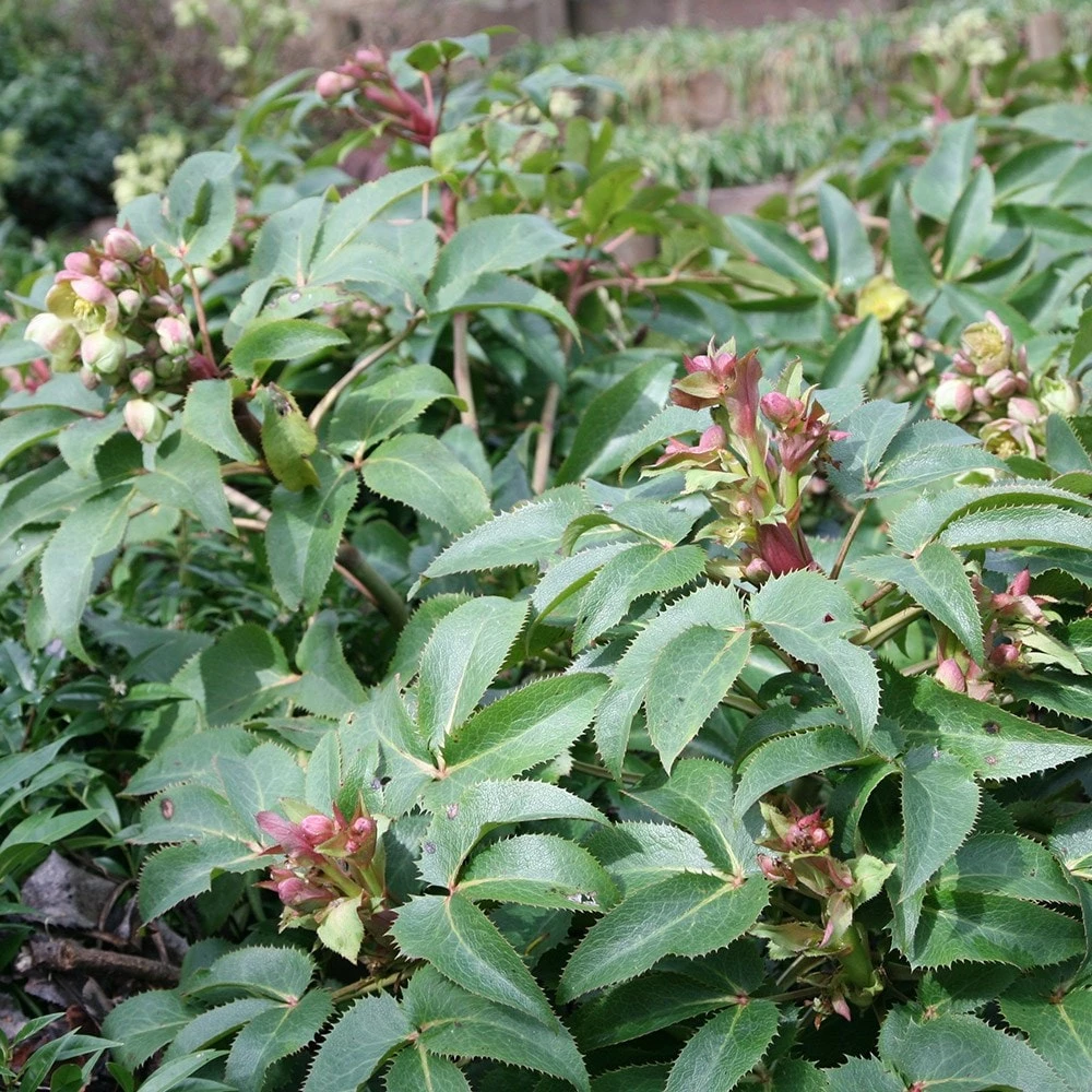 Helleborus × Sternii 4 Helleborus × Sternii - Image 2