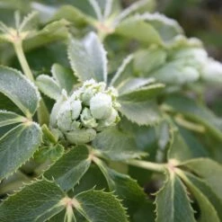 Helleborus × Sternii 7 Helleborus × Sternii -plant store pl0000002918 card3 lg