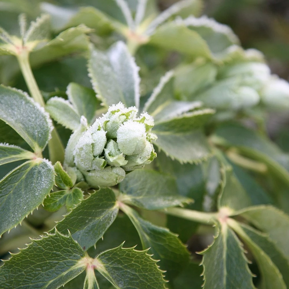 Helleborus × Sternii 5 Helleborus × Sternii - Image 3