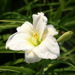 Hemerocallis 'Gentle Shepherd'