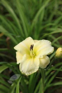 Hemerocallis 'Gentle Shepherd' -plant store pl0000002929 card4 lg