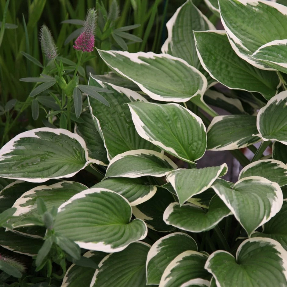 Hosta 'Francee' (fortunei) 3 Hosta 'Francee' (fortunei)