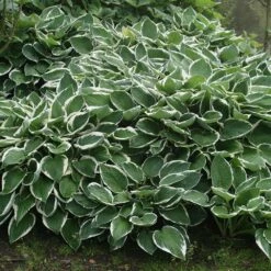 Hosta 'Francee' (fortunei) 6 Hosta 'Francee' (fortunei) -plant store pl0000002994 card2 lg