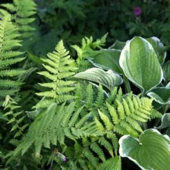 Hosta 'Francee' (fortunei) 7 Hosta 'Francee' (fortunei) -plant store pl0000002994 card3 lg