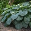 Hosta Sieboldiana Var. Elegans -plant store pl0000003020