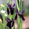 Iris Chrysographes -plant store pl0000003054