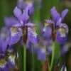 Iris 'Tropic Night' -plant store pl0000003109