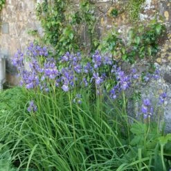 Iris 'Tropic Night' -plant store pl0000003109 card2 lg