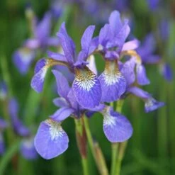 Iris 'Tropic Night' -plant store pl0000003109 card3 lg
