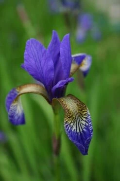Iris 'Tropic Night' -plant store pl0000003109 card4 lg