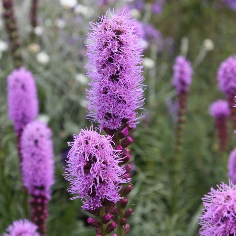 Liatris Spicata 'Kobold' 3 Liatris Spicata 'Kobold'