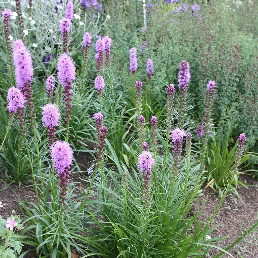 Liatris Spicata 'Kobold' 4 Liatris Spicata 'Kobold' - Image 2