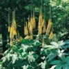 Ligularia 'The Rocket' -plant store pl0000003160