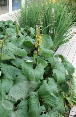 Ligularia 'The Rocket' -plant store pl0000003160 card3 lg