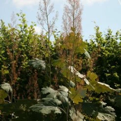 Macleaya Microcarpa 'Kelway's Coral Plume' -plant store pl0000003217 card3 lg