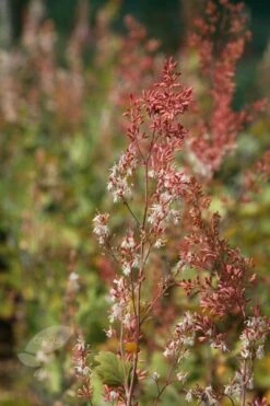 Macleaya Microcarpa 'Kelway's Coral Plume' -plant store pl0000003217 card4 lg