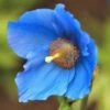 Meconopsis Baileyi 2 Meconopsis Baileyi -plant store pl0000003223