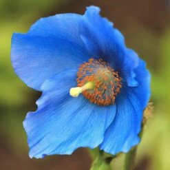 Meconopsis Baileyi
