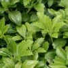 Pachysandra Terminalis -plant store pl0000003288