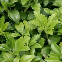 Pachysandra Terminalis